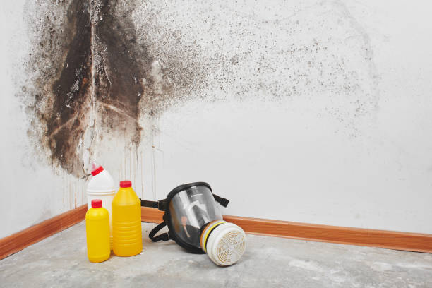 Best Commercial Mold Removal  in Coplay, PA