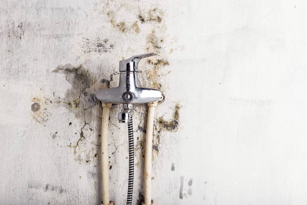 Best Affordable Mold Removal  in Coplay, PA