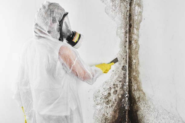 Best Certified Mold Removal  in Coplay, PA