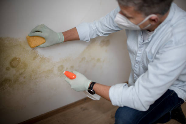 Best Fast Mold Removal  in Coplay, PA