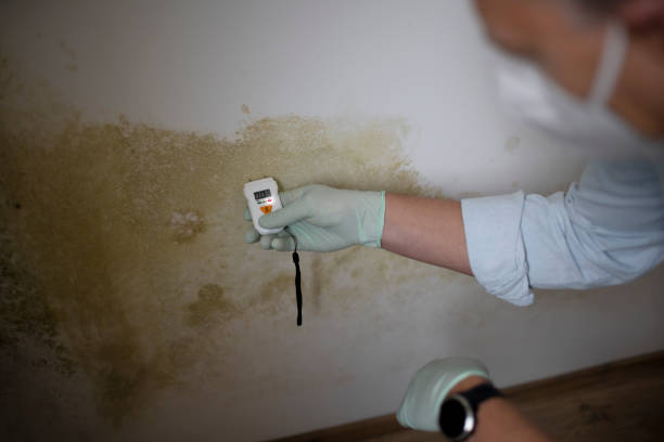 Mold Removal Process in Coplay, PA