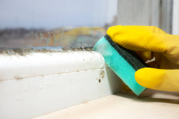 Best Professional Mold Removal  in Coplay, PA
