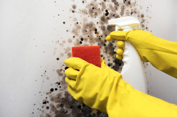 Best Black Mold Removal  in Coplay, PA