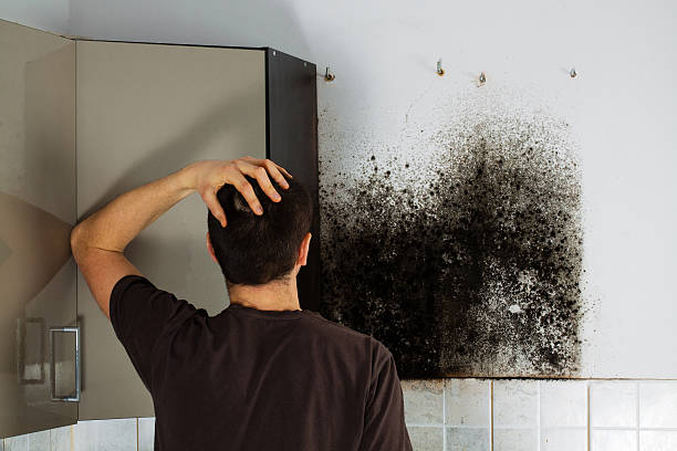 Best Fast Mold Removal  in Coplay, PA