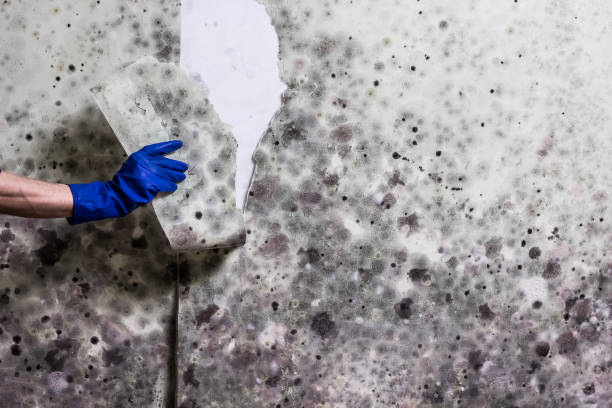 Best Mold Cleaning Services  in Coplay, PA