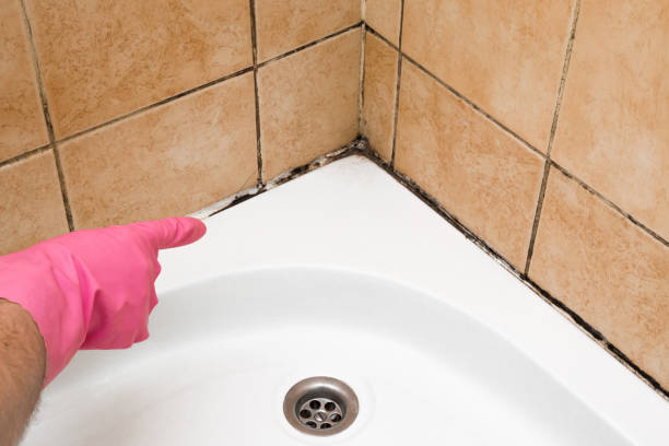 Coplay, PA Mold Removal Company